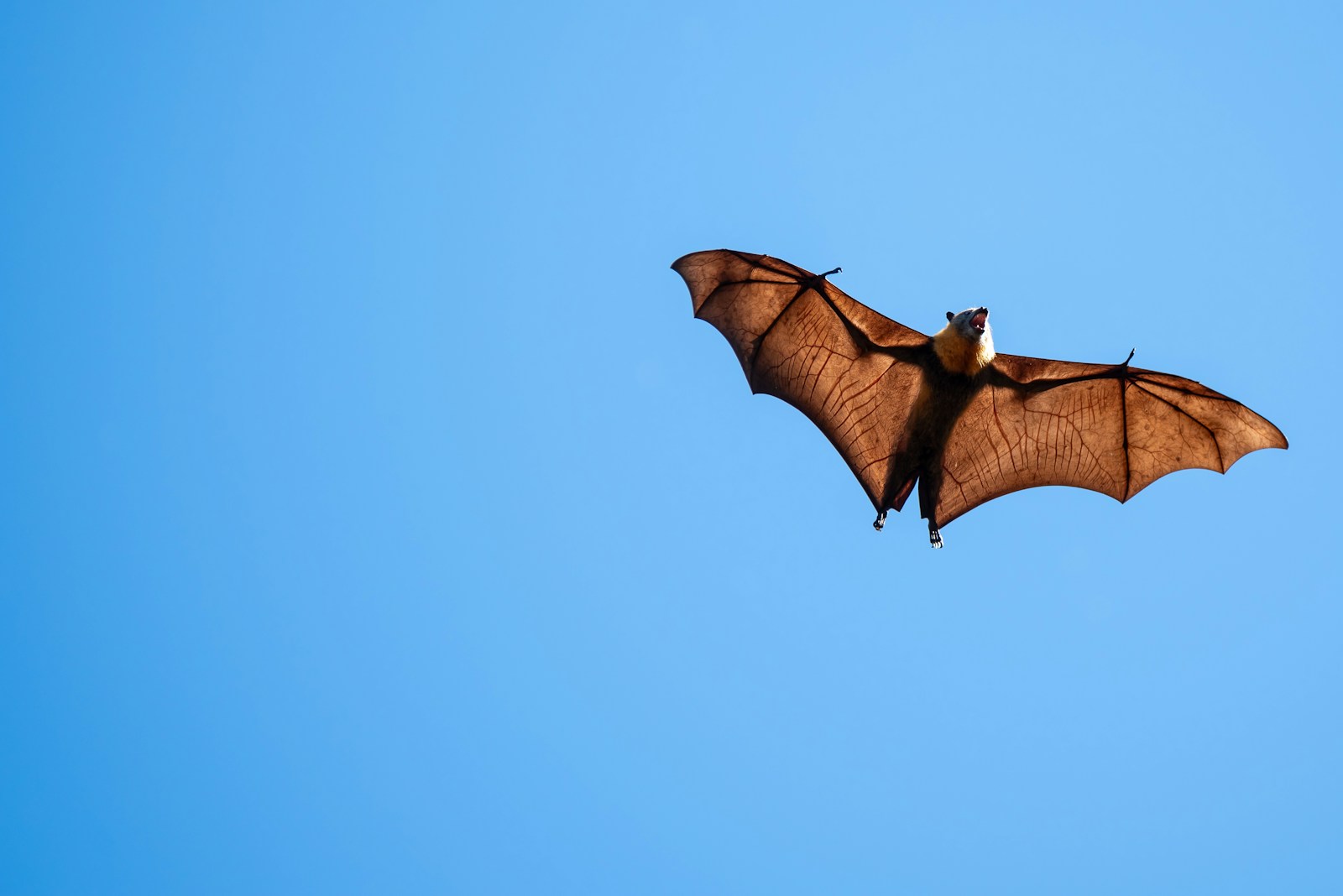 Bats: Seeing Beyond the Myths